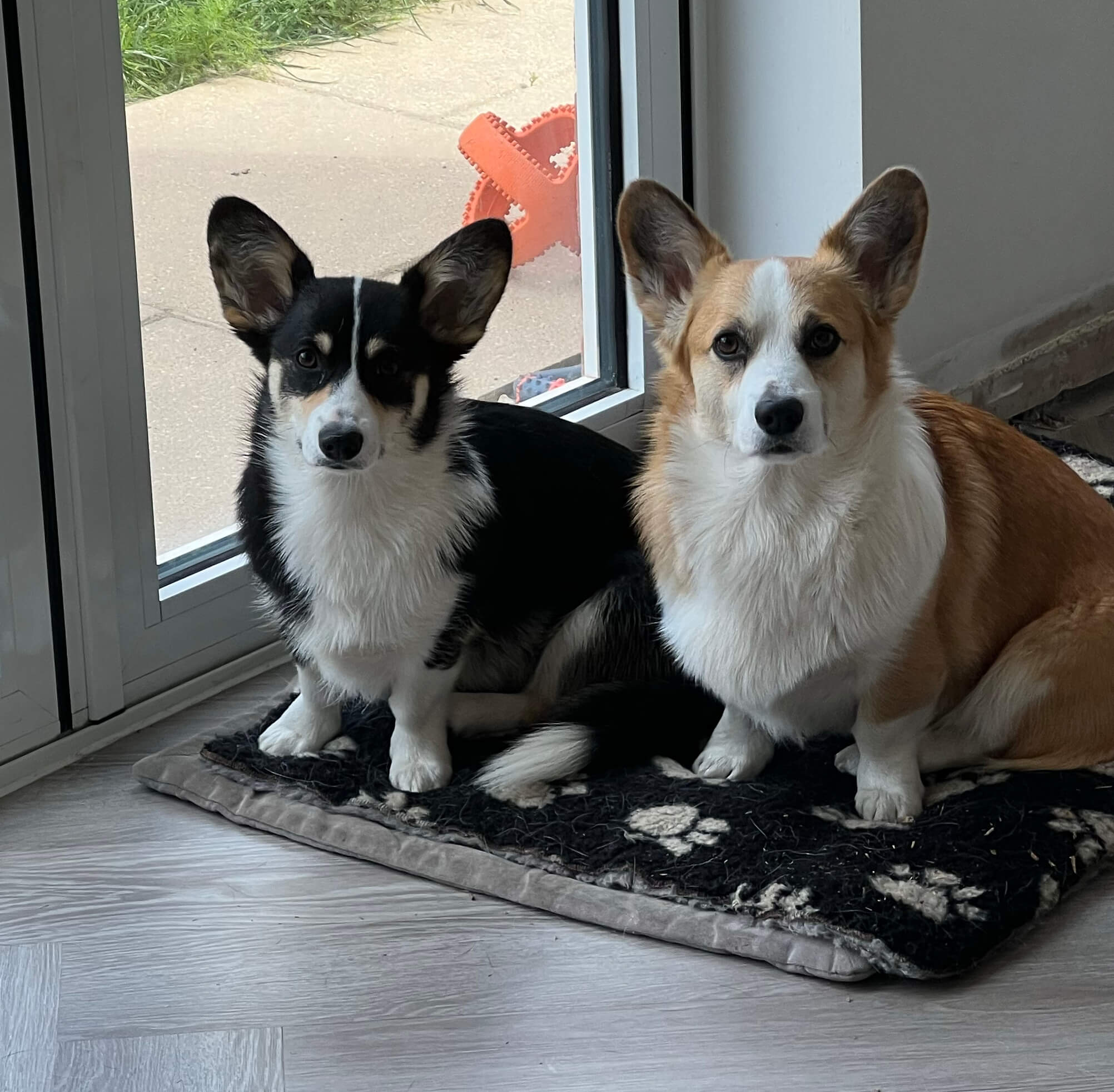 Bringing Corgi Dogs into an Events Business